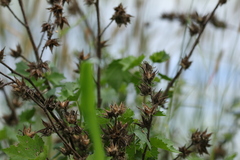 Hibiscus diversifolius