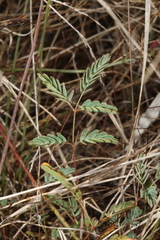 Hoffmannseggia tenella