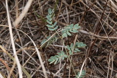 Hoffmannseggia tenella