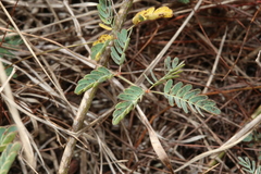 Hoffmannseggia tenella