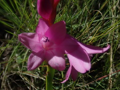 Watsonia occulta