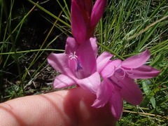 Watsonia occulta