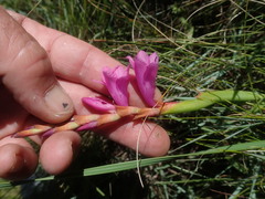 Watsonia occulta