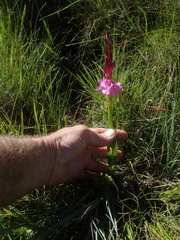Watsonia occulta
