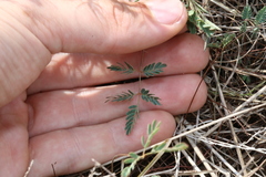 Hoffmannseggia tenella