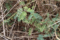 Hoffmannseggia tenella