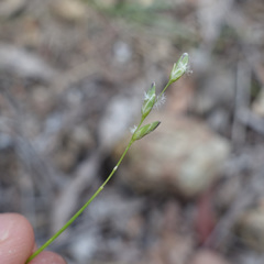 Tetrarrhena juncea