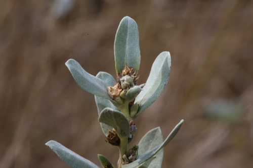 Image of Rio Grande Ragweed (Ambrosia cheiranthifolia) by (c) Reid Hardin, some rights reserved (CC BY)