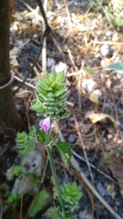 Dicliptera unguiculata