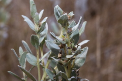 Ambrosia cheiranthifolia