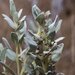 Ambrosia cheiranthifolia - Photo (c) Reid Hardin,  זכויות יוצרים חלקיות (CC BY-NC), הועלה על ידי Reid Hardin