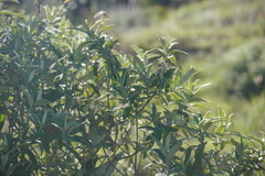 Buddleja salviifolia