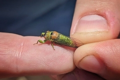 Samaecicada subolivacea