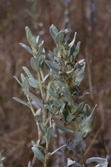 Ambrosia cheiranthifolia