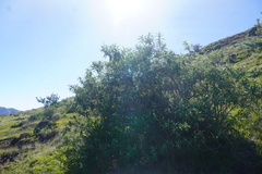 Buddleja salviifolia