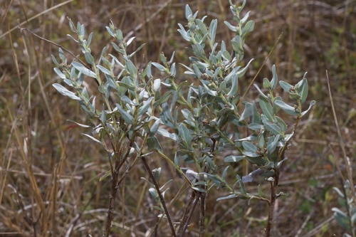 Image of Rio Grande Ragweed (Ambrosia cheiranthifolia) by (c) Reid Hardin, some rights reserved (CC BY)