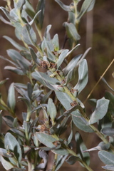 Ambrosia cheiranthifolia