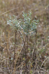 Ambrosia cheiranthifolia