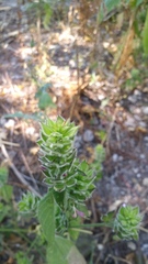 Dicliptera unguiculata