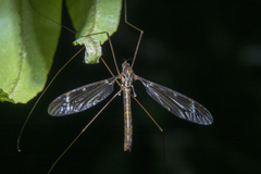 Limnophilinae