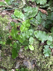 Tectaria zeilanica