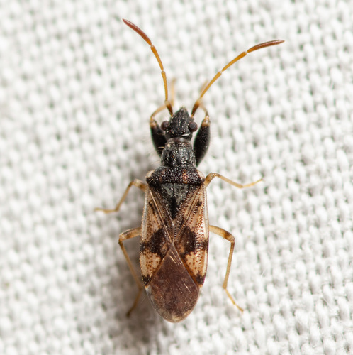Pseudopamera setosa photo 2