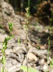 Plantago debilis