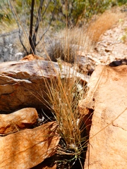 Enneapogon polyphyllus