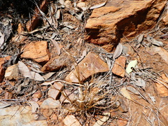 Panicum decompositum