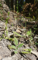 Plantago debilis