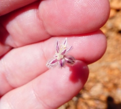 Ptilotus calostachyus