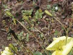 Papaver pseudocanescens