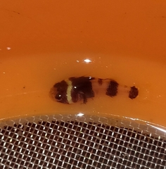 Brachygobius sabanus