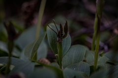Chiloglottis grammata