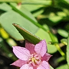 Boronia barkeriana