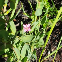 Boronia barkeriana