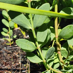 Boronia barkeriana