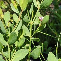 Boronia barkeriana