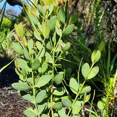 Boronia barkeriana