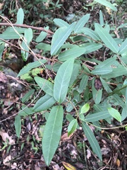Cryptolepis sinensis