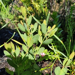 Boronia barkeriana