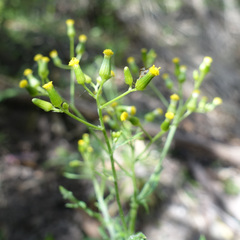Senecio bathurstianus