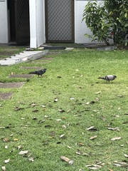 Columba livia domestica