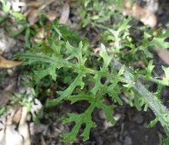 Senecio bathurstianus
