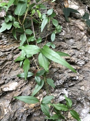 Clematis formosana