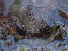 Petrocheles australiensis