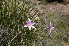 Xerophyta viscosa