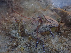 Petrocheles australiensis