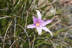Xerophyta viscosa