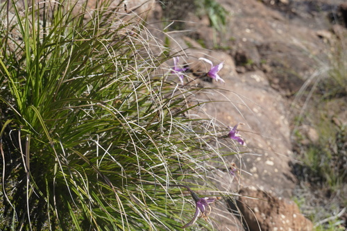 Image of Xerophyta viscosa by (c) Matthew Fainman, some rights reserved (CC BY)